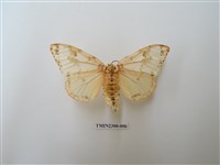 藏品(波斑毒蛾)的圖片